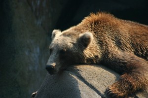 Tired bear